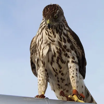 Коршун красный - 🦜, описание птицы, фото, характер, поведение и среда  обитания птиц Коршун красный | animalbreeds.top