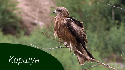 Чёрный коршун (Milvus migrans). Птицы Европейской России.