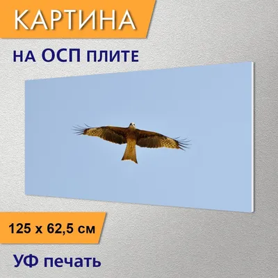 Изучаем птиц России. Черный коршун // Birds of Russia. Black kite - YouTube