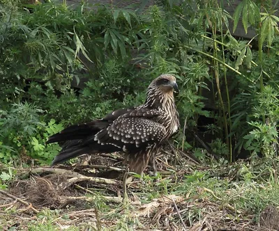 Чёрный коршун (Milvus migrans). Птицы Сибири.