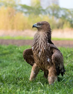 Чёрный коршун (Milvus migrans). Птицы Европейской России.