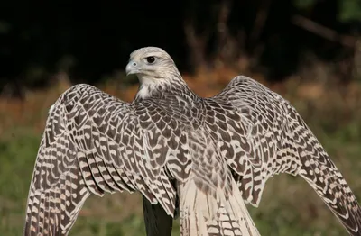 Фотография Кречет (Falco rusticolus) Питомник хищных птиц в заповеднике  Галичья Гора, Липецкая область, | Фотобанк ГеоФото/GeoPhoto | GetImages  Group