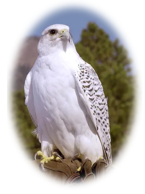 Любители птиц - Кречет / Gyrfalcon (лат. Falco rusticolus)... | Facebook