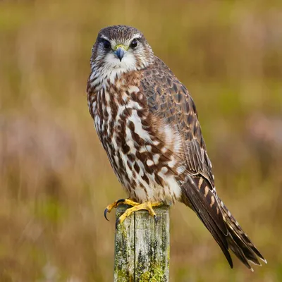 Кречет (Falco rusticolus) . Фотогалерея птиц. Фотографии птиц России,  Беларуси, Украины, Казахстана, Таджикистана, Азербайджана.