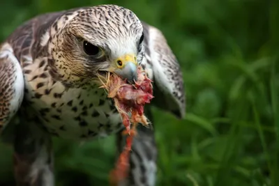 Соколы - кречет, сапсан, шахин, балобан. Falco rusticolus, Falco  peregrinus, Falco pelegrinoides, Falco cherrug [1986 Бабенко В.Г., Кузнецов  А.А. - Птицы Красной книги СССР]