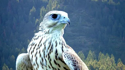 Кречет (Falco rusticolus). Птицы Сибири.