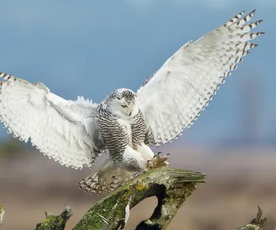 Фотография Кречет (Falco rusticolus) Питомник хищных птиц в заповеднике  Галичья Гора, Липецкая область, | Фотобанк ГеоФото/GeoPhoto | GetImages  Group