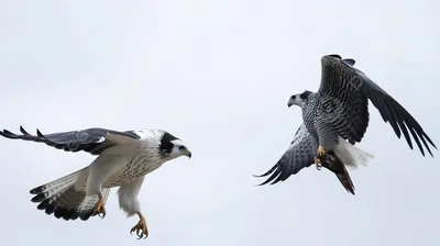 Кречет – Falco rusticolus (Linnaeus, 1758) « Красная книга Томской области  | ОГБУ \"Облкомприрода\"