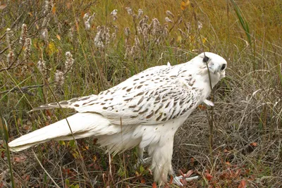 Кречет (Falco rusticolus)» — создано в Шедевруме