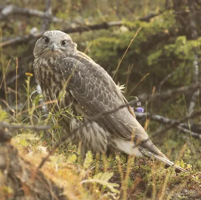 Кречет (Falco rusticolus) . Фотогалерея птиц. Фотографии птиц России,  Беларуси, Украины, Казахстана, Таджикистана, Азербайджана.