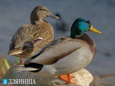 Чирок-свистунок и кряква-блондинка: каких птиц еще обнаружили на реке Яузе  / Новости города / Сайт Москвы