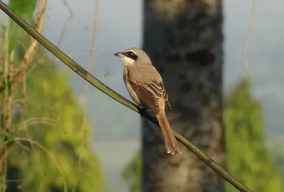 Малая птица-лира (Menura alberti) - Picture Bird