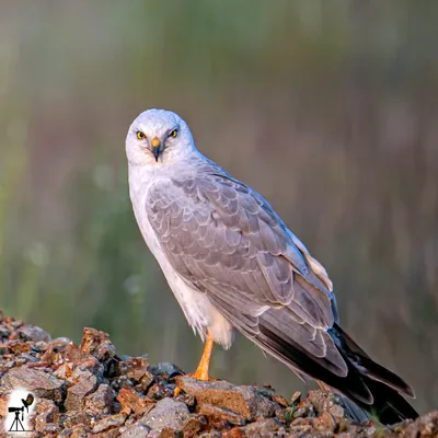 Степной лунь (ПЕРНАТЫЕ ХИЩНЫЕ ПТИЦЫ) · iNaturalist