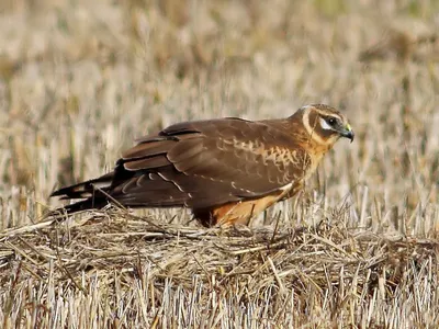 Луговой лунь (ПЕРНАТЫЕ ХИЩНЫЕ ПТИЦЫ) · iNaturalist