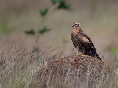 Птица степной лунь - 79 фото