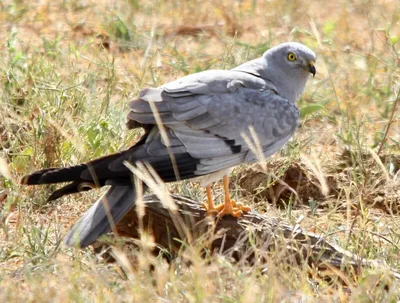 Полевой лунь - eBird