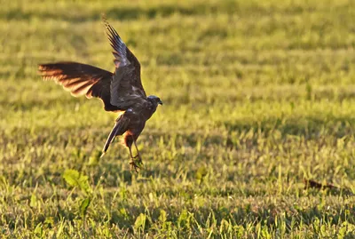 Полевой лунь Circus cyaneus Hen Harrier