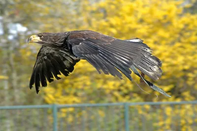 Пегий лунь (ПЕРНАТЫЕ ХИЩНЫЕ ПТИЦЫ) · iNaturalist