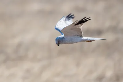 Болотный лунь (Circus aeruginosus)