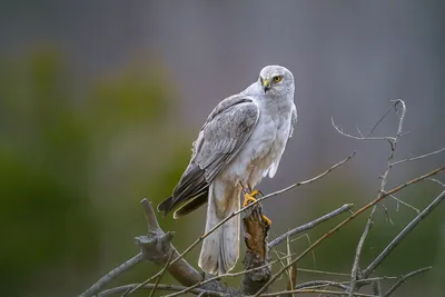 Полевой лунь Circus cyaneus Hen Harrier