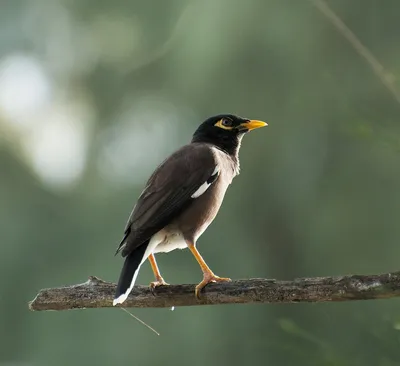 Майна (Acridotheres tristis). Фотогалерея птиц. Фотографии птиц России,  Беларуси, Украины, Казахстана, Таджикистана, Азербайджана.