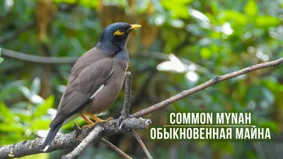 Обыкновенная майна | Common myna | Acridotheres tristis