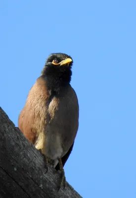 Индийская майна - eBird