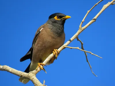 Обыкновенная майна (Acridotheres tristis). Птицы Кыргызстана.