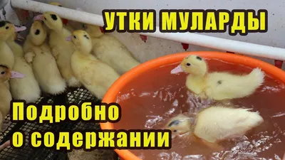 Уток Утка мулард. Цена 500р. за 1шт. | Сельскохозяйственные животные в  Ставрополе – БесплатныеОбъявления.рф