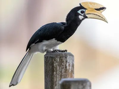 Белоклювая птица-носорог - eBird