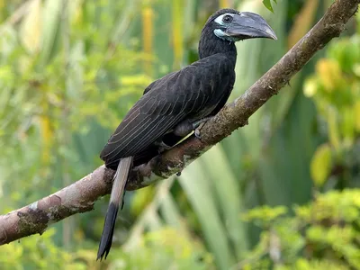 Коричневая птица-носорог Тикелла (Anorrhinus tickelli), также известный как  птица-носорог с ржавыми щеками, является видом птицы-носо… | Bird species,  Species, Bird