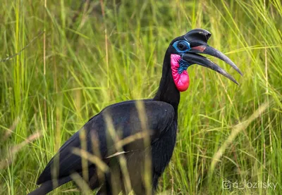 Чубатая птица-носорог - eBird