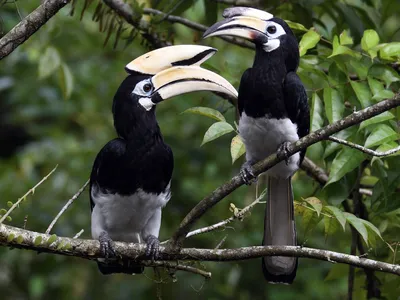 Белоклювая птица-носорог - eBird