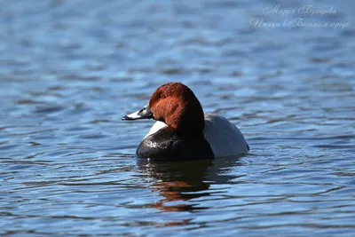 Мадагаскарский нырок - eBird