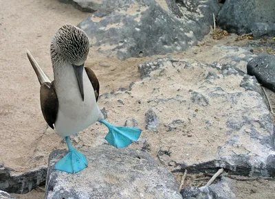 Любители птиц - Голубоногая #олуша / Blue-footed booby... | Facebook