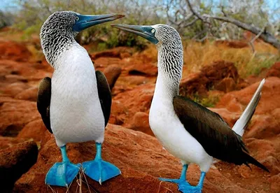 Голубоногая олуша | Funny birds, Blue footed booby, Beautiful birds