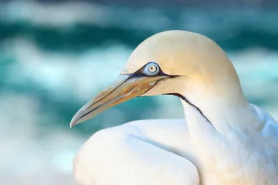 Голубоногая олуша in 2023 | Beautiful birds, Pretty birds, Nature  photography