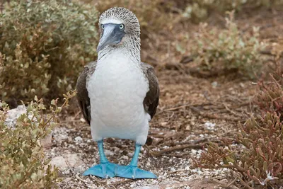 Голуболицая олуша - eBird