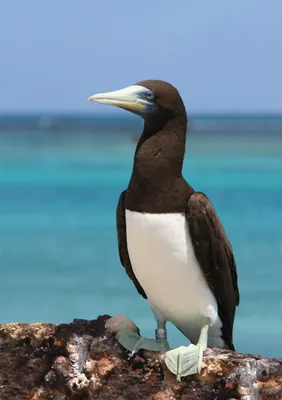 Любители птиц - Голубоногая #олуша / Blue-footed #booby... | Facebook