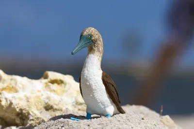 Австралийская олуша - eBird