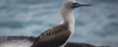 Голубоногая олуша, Sula nebouxii excisa, Blue-footed Booby… | Flickr