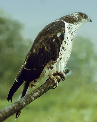 Осоед (Pernis apivorus) — Зоопарк «Лимпопо» г. Нижний Новгород –  Нижегородский зоопарк