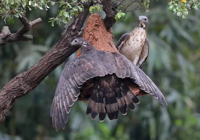 Хохлатый осоед - eBird