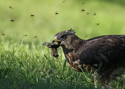 Обыкновенный осоед | European honey buzzard | Pernis apivorus в 2023 г |  Птицы