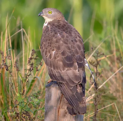 Хохлатый осоед - eBird