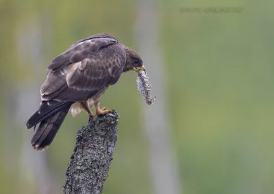 Осоед (Pernis apivorus). Фотогалерея птиц. Фотографии птиц России,  Беларуси, Украины, Казахстана, Таджикистана, Азербайджана.