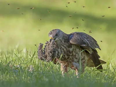 Осоед (Pernis apivorus). Фотогалерея птиц. Фотографии птиц России,  Беларуси, Украины, Казахстана, Таджикистана, Азербайджана.