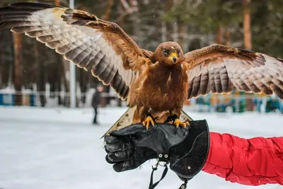 Обыкновенный осоед (Pernis apivorus). Птицы Сибири.