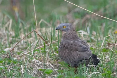 Хохлатый осоед (Pernis ptilorhynchus). Птицы Сибири.