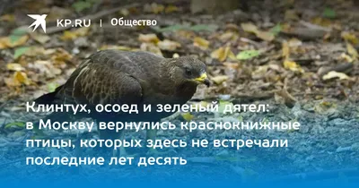 Хохлатый осоед — Pernis ptilorhynchus / Статьи / Птицы Европы